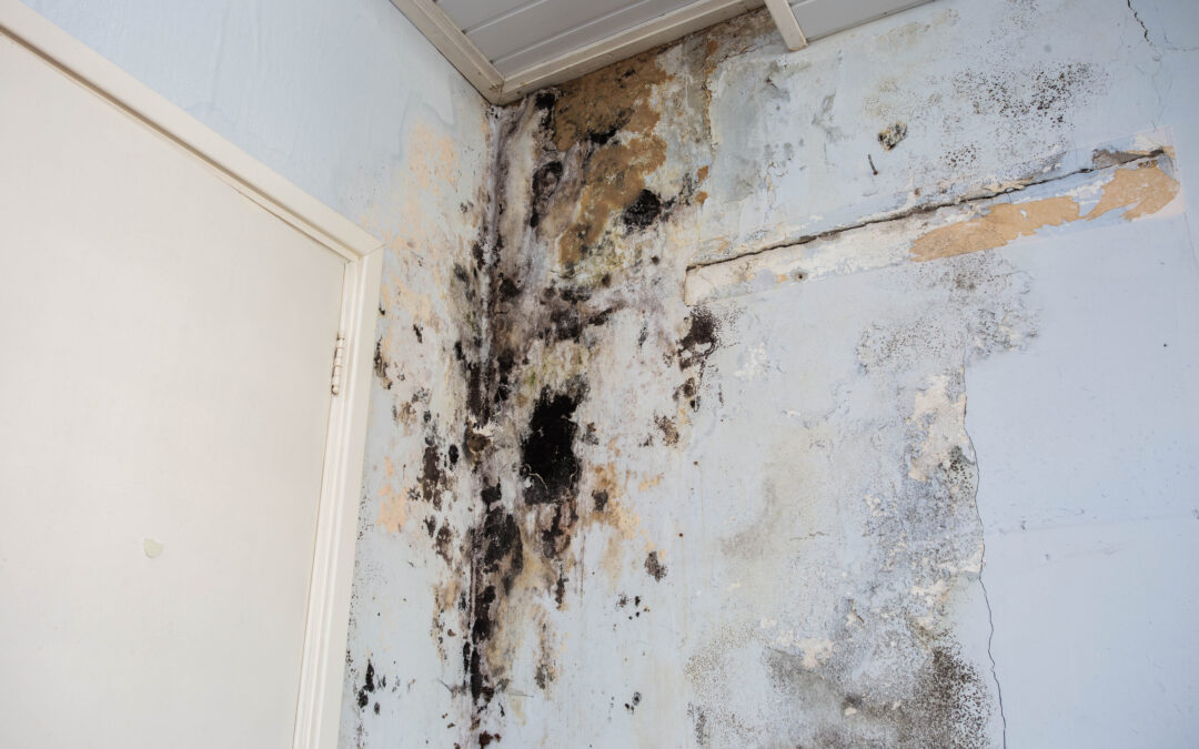 What Is Mould Remediation?